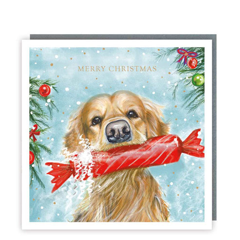 Dog with Cracker Christmas Card