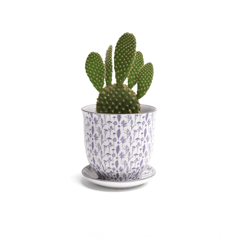 Liberte 4, 4.25" Pot & Saucer - Blue Feather