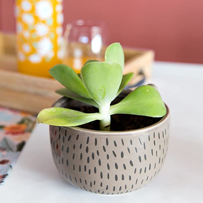 Hedgehog Planter
