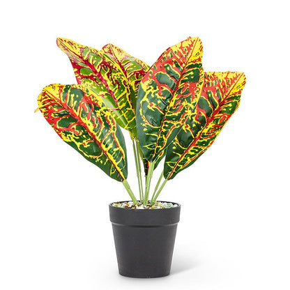 Medium Red and Yellow Leaf Plant