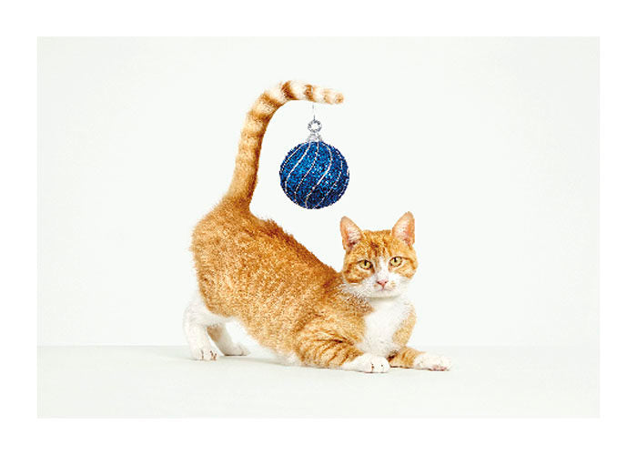 Deck The Tails Christmas Card