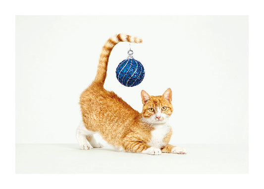 Deck The Tails Christmas Card