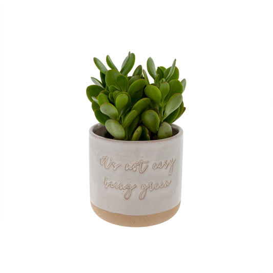 It's Not Easy Being Green Pot