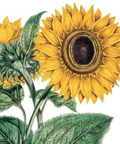 Miller Sunflower Card
