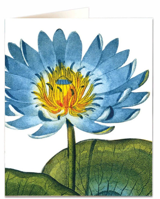 Blue Waterlily Card