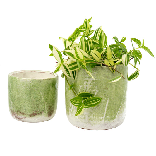 Palette Pots Lime