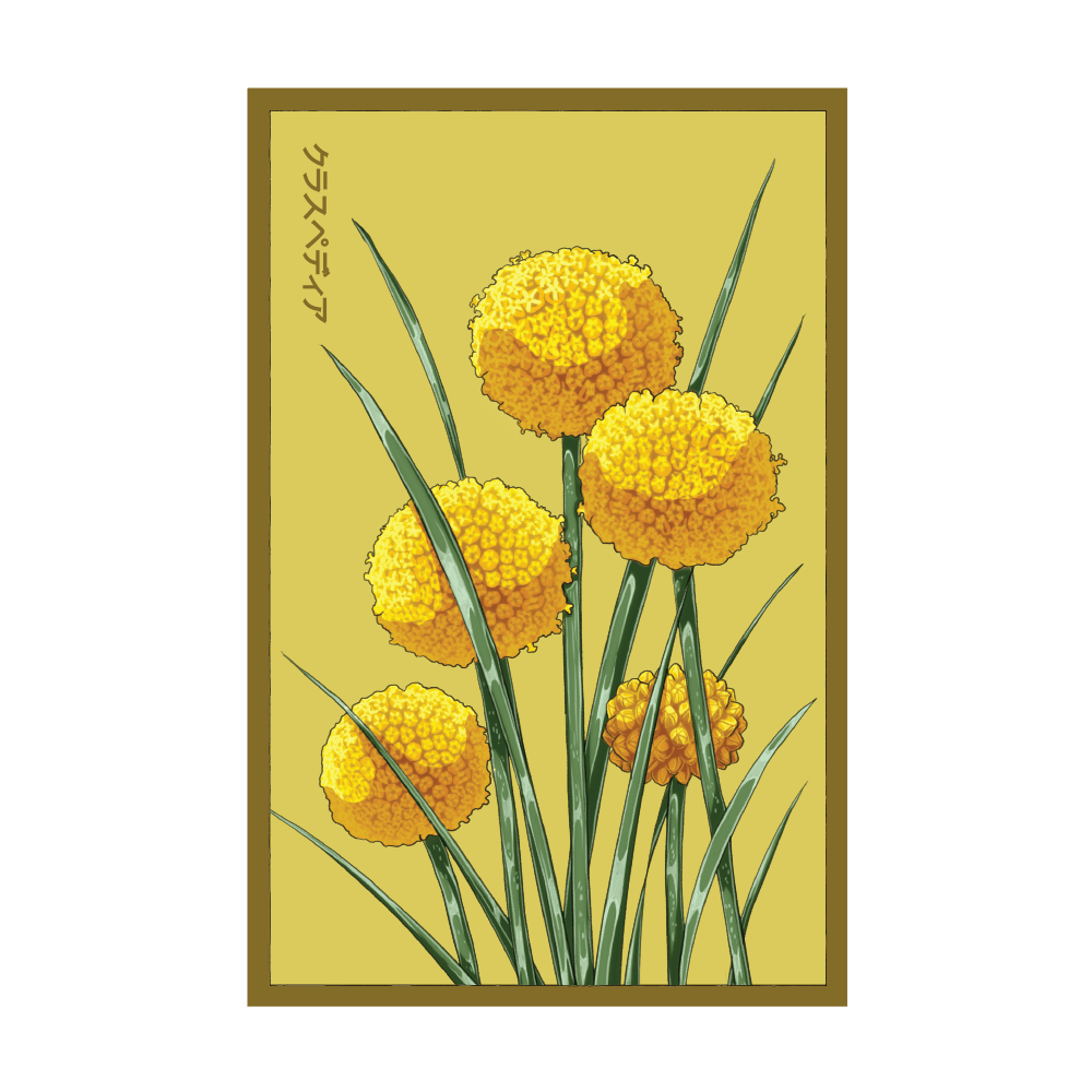 Billy Buttons Flower Seeds Packet