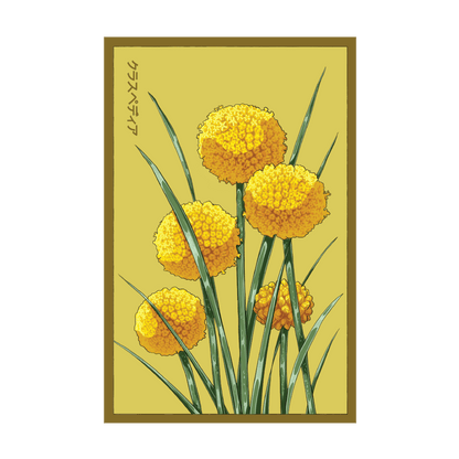 Billy Buttons Flower Seeds Packet