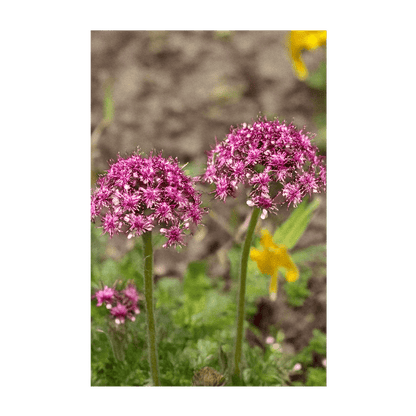 Dewflower Flower Seeds Packet