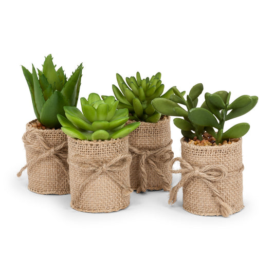 Succulents in Burlap Wrap (Each sold separately)