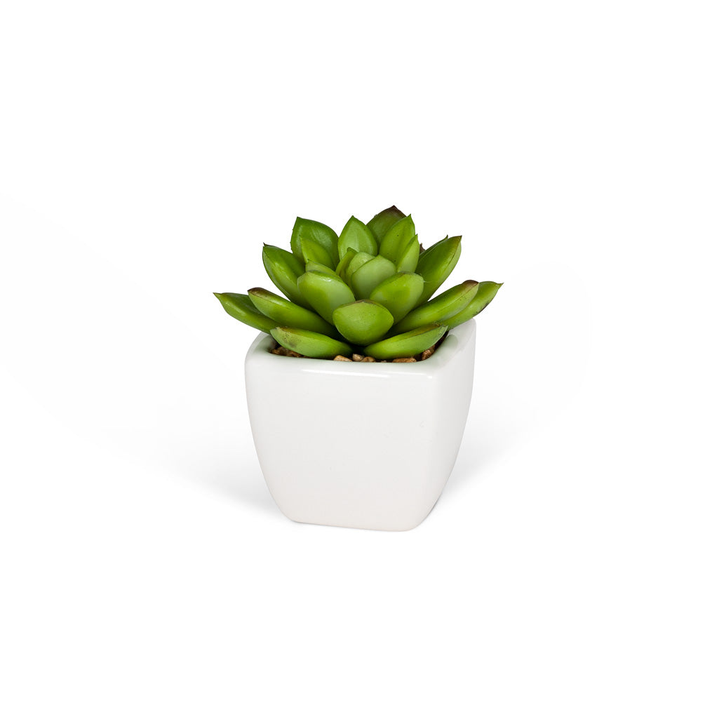 Faux Succulents in White Square Pot – 4"H