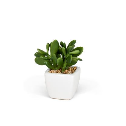 Faux Succulents in White Square Pot – 4"H