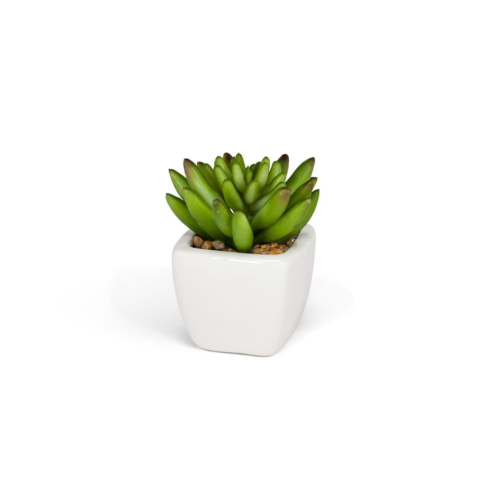 Faux Succulents in White Square Pot – 4"H