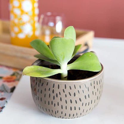 Hedgehog Planter